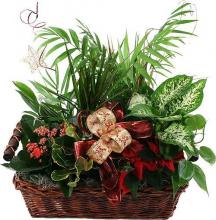 Basket Arrangement of 4 to 5 Plants Basket Arrangement of 4 to 5 Plants