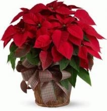 Twin Red Poinsettia Plant Twin Red Poinsettia Plant