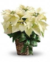 Potted White Poinsettia Plant (large size) Potted White Poinsettia Plant (large size)