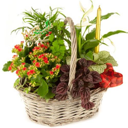 Basket of 4 to 5 Plants product326